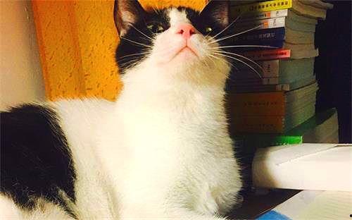 娱乐吃瓜酱猫妈妈视频大全